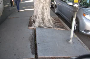 Photo of a tree in the parkway where the roots are uplifting the sidewalk