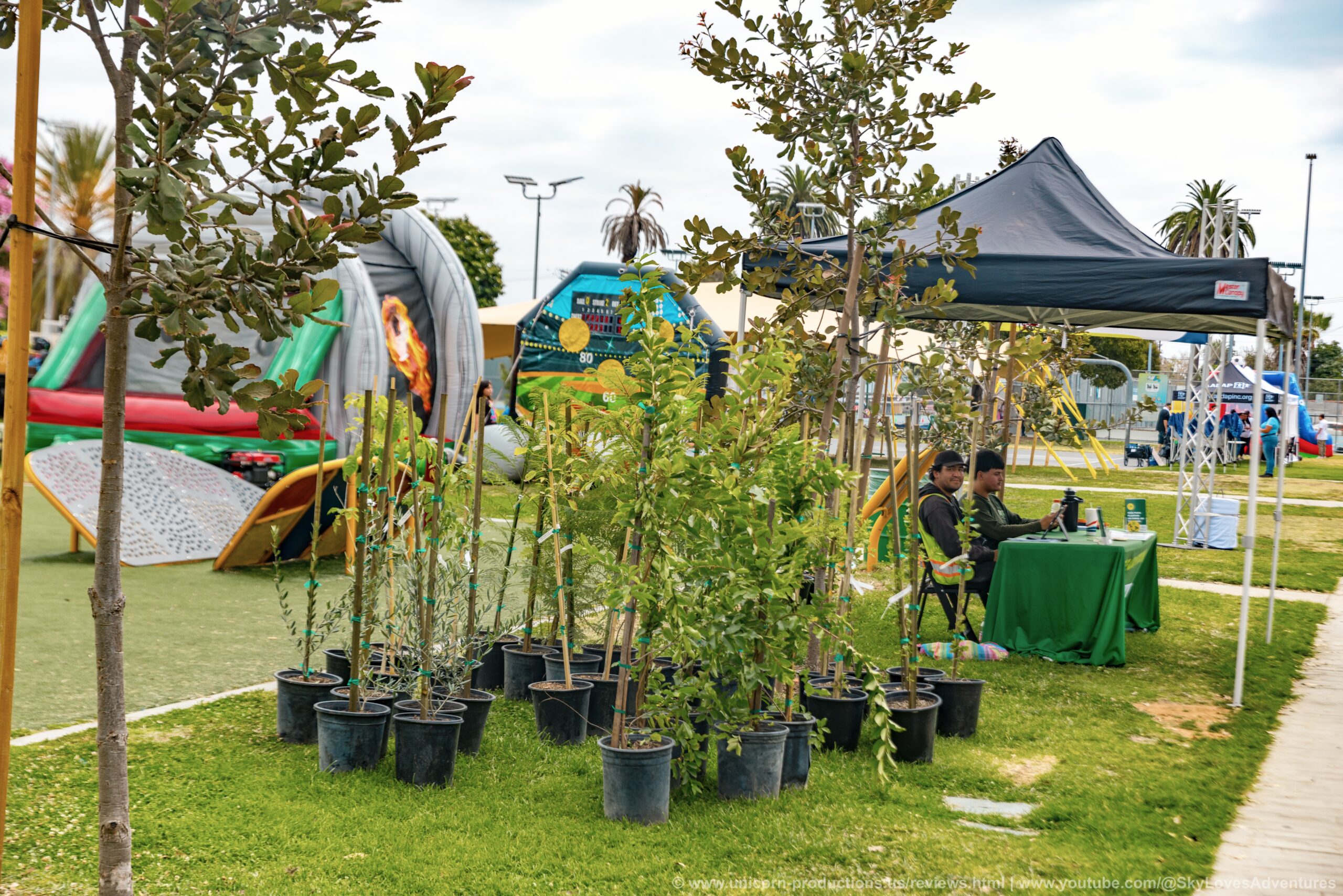 A group of tree plantings in a park